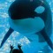 Orca - Sea World - Orlando