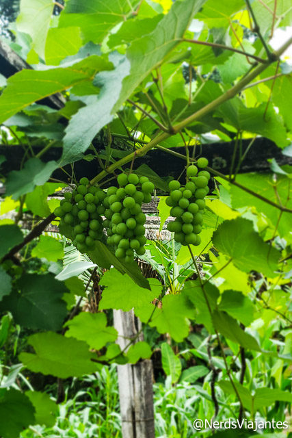 Uvas da Adega Elias Lobão em Catas Altas - Minas Gerais